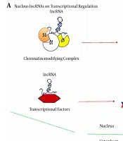 Gene Cell Tissue
